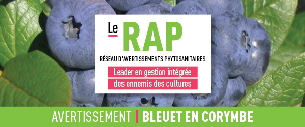 Réseau d'avertissements phytosanitaires Avertissement - Bleuet en corymbe