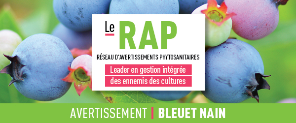 Réseau d'avertissements phytosanitaires Avertissement - Bleuet nain