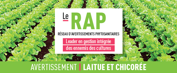 Réseau d'avertissements phytosanitaires Avertissement - Laitue et chicorée