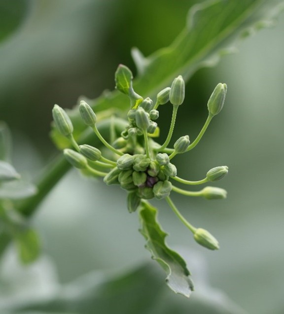 Image Agri-Réseau
