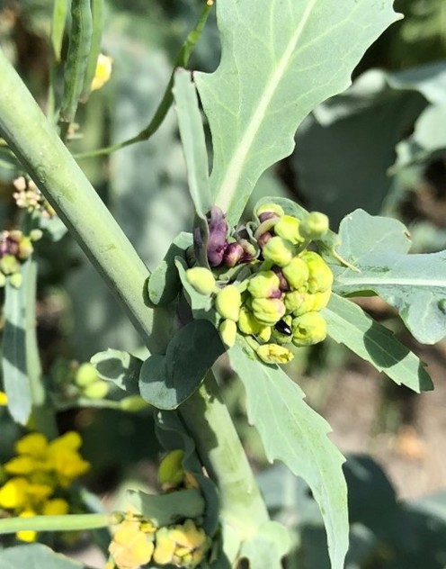Image Agri-Réseau