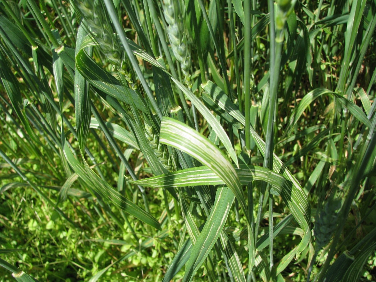 Image Agri-Réseau