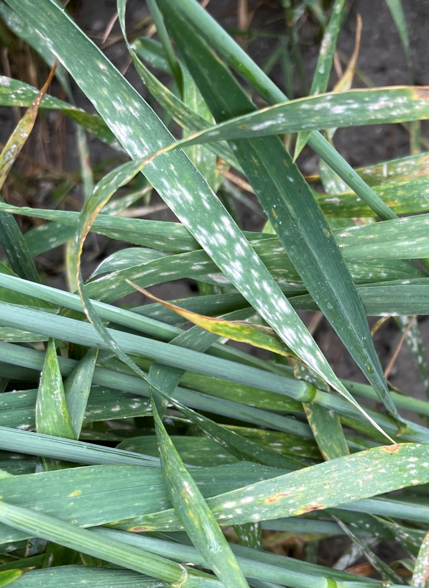 Image Agri-Réseau