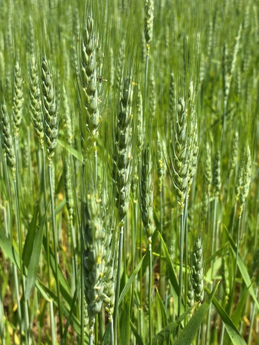 Image Agri-Réseau