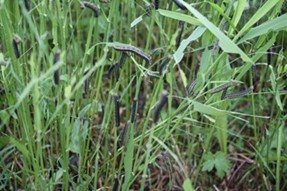 Image Agri-Réseau