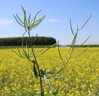 Image Agri-Réseau