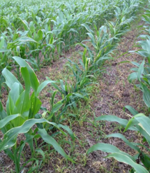 Image Agri-Réseau