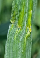 Image Agri-Réseau
