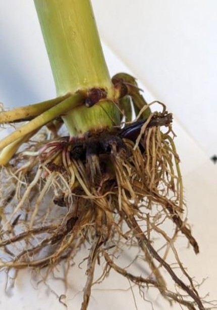 Image Agri-Réseau
