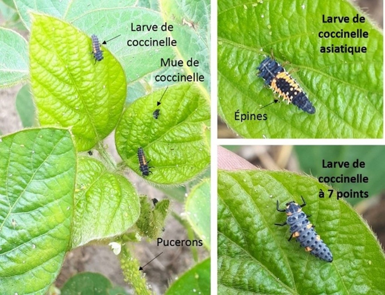 Image Agri-Réseau