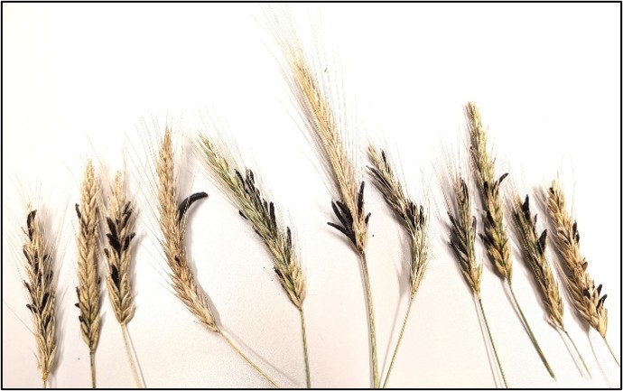 Image Agri-Réseau