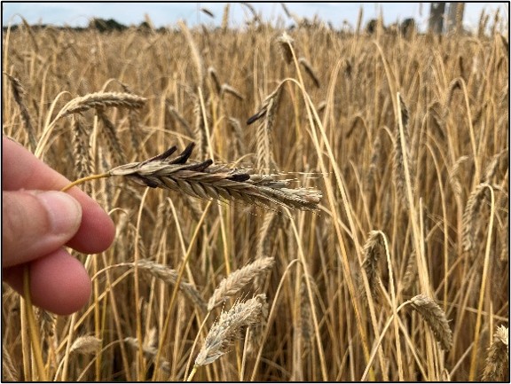 Image Agri-Réseau