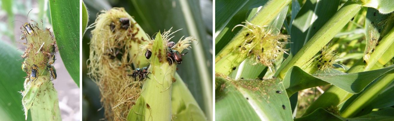 Image Agri-Réseau