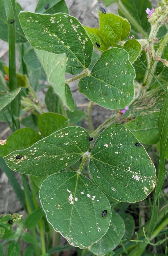 Image Agri-Réseau
