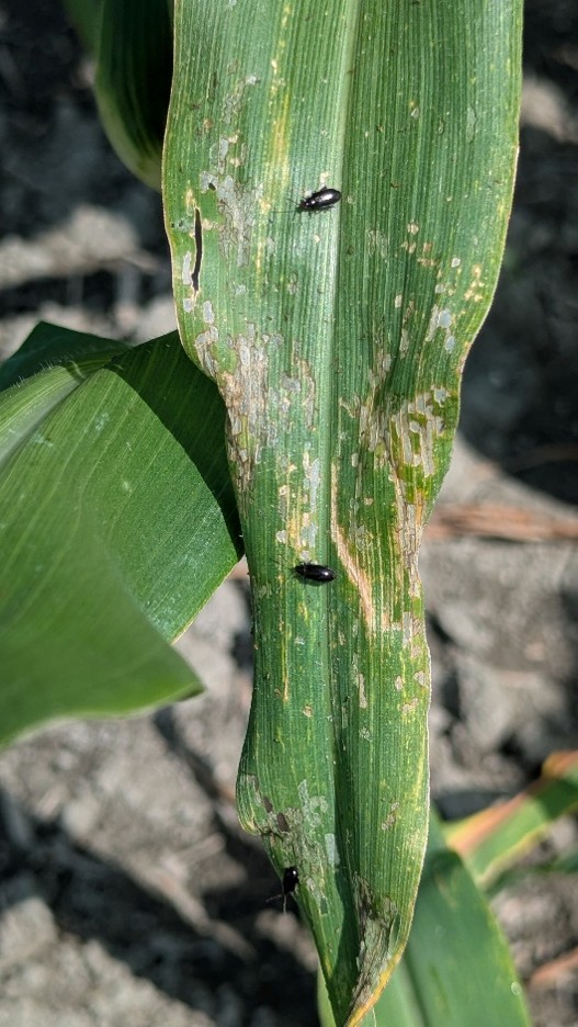 Image Agri-Réseau
