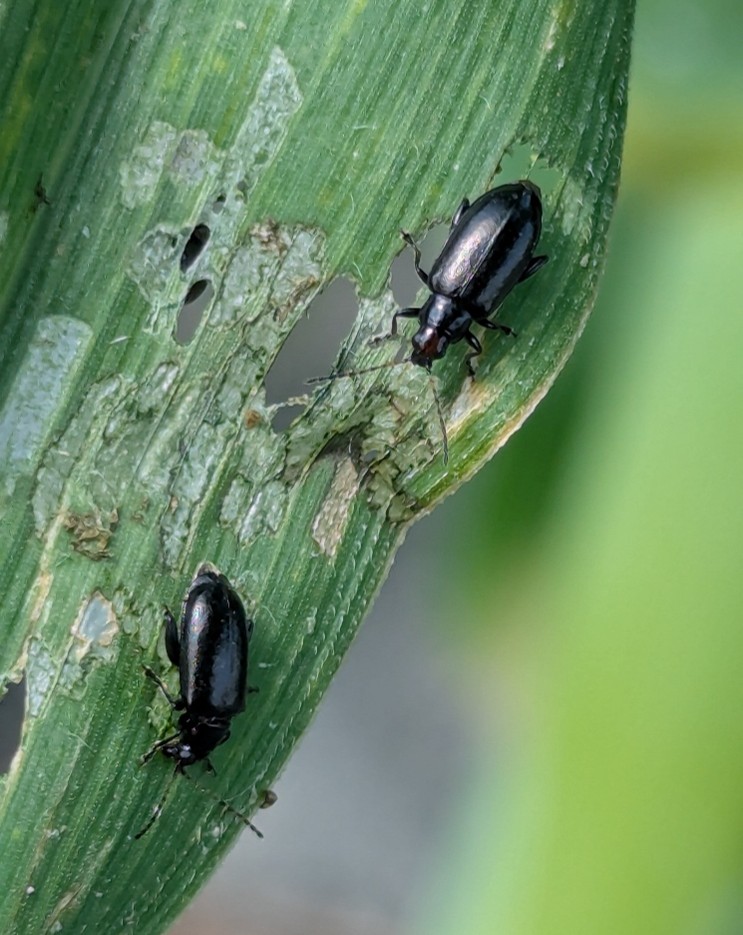 Image Agri-Réseau