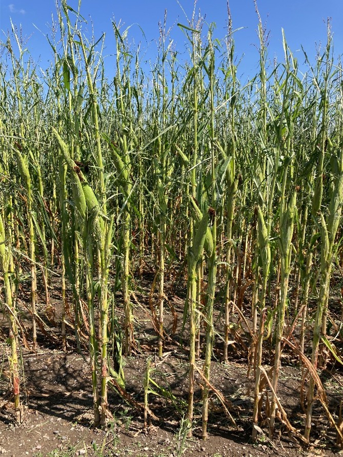Image Agri-Réseau
