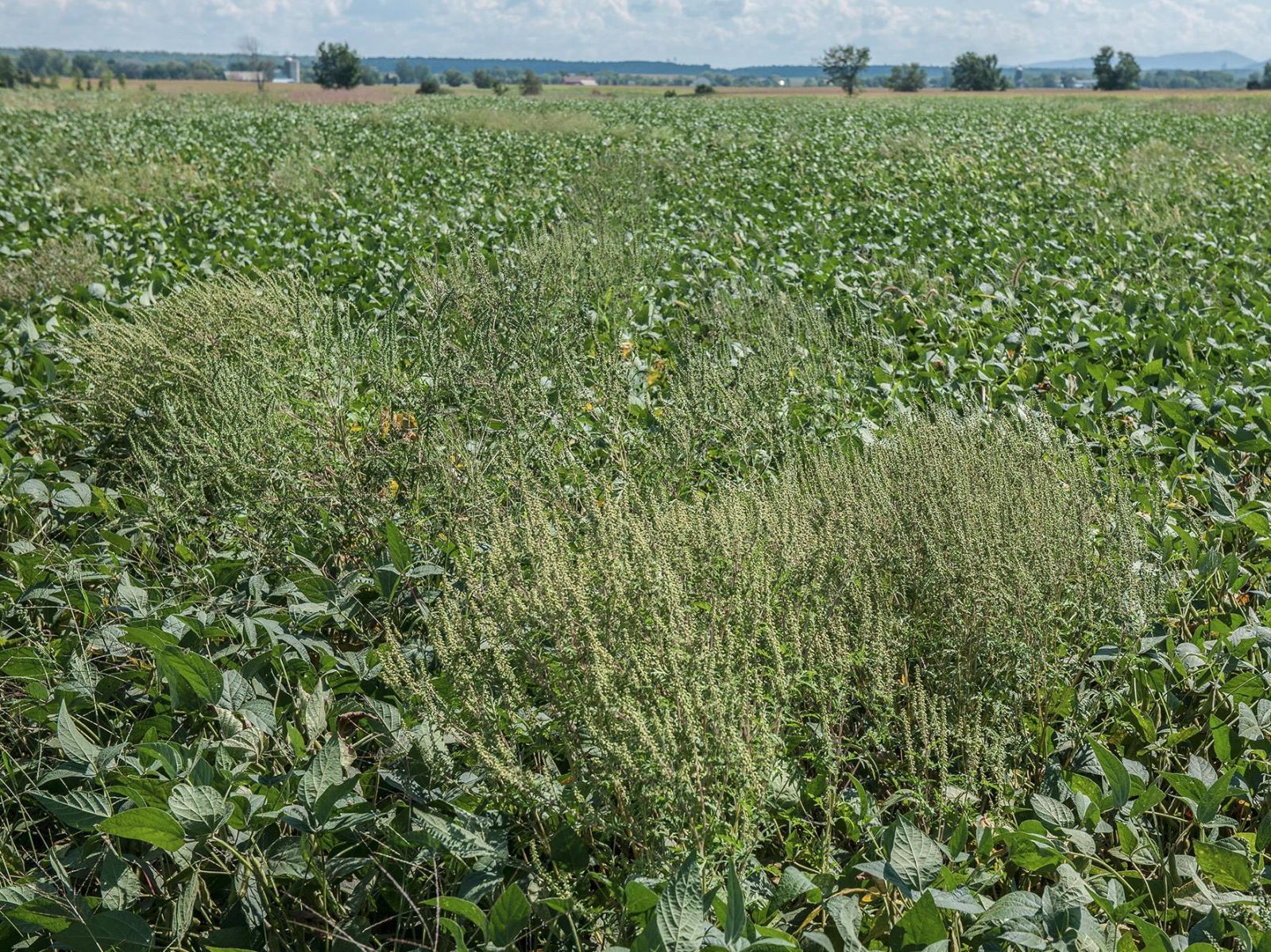 Image Agri-Réseau