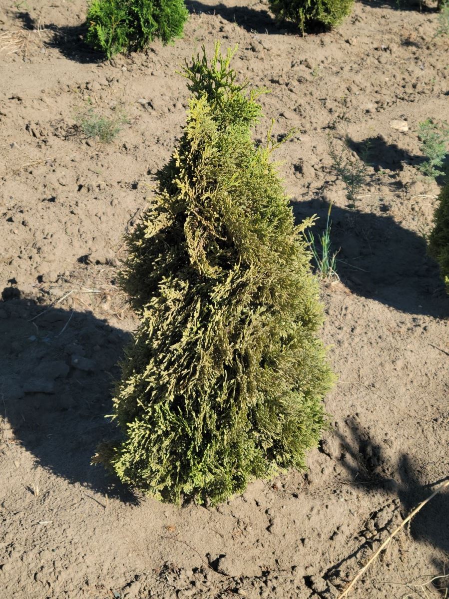 Dommages de tétranyque de l'épinette