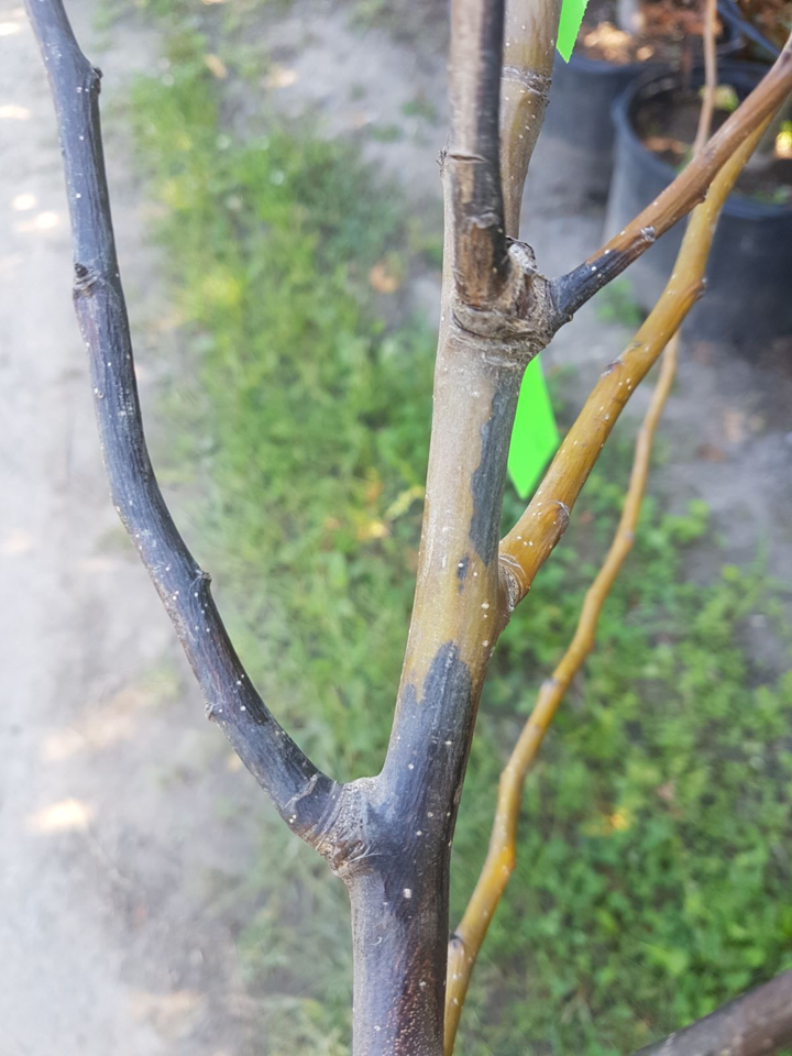 Chancre Phomopsis poirier