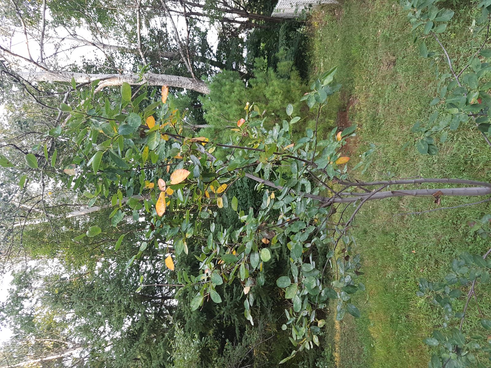 Stress hydryque amelanchier