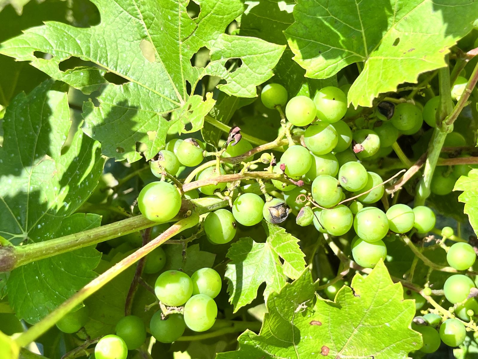 Image Agri-Réseau