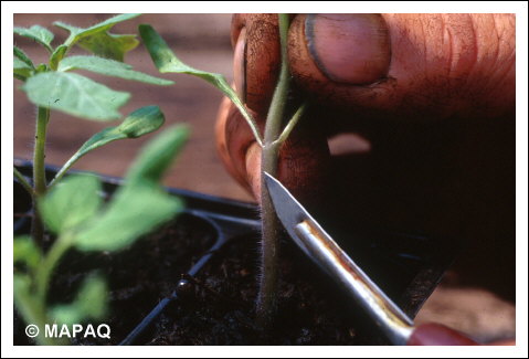 Greffage5