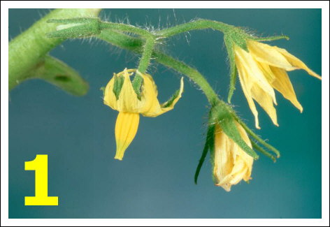 Biobest marquage fleurs tomate-1