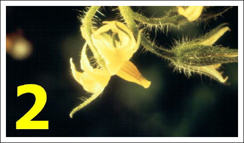 Biobest marquage fleurs tomate-2