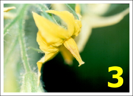 Biobest marquage fleurs tomate-3