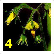 Biobest marquage fleurs tomate-4