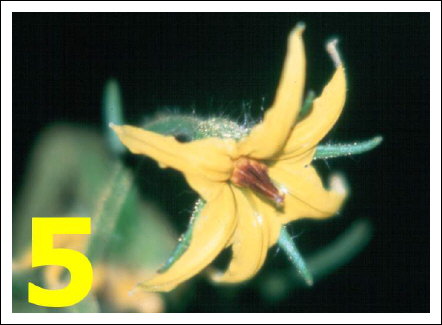 Biobest marquage fleurs tomate-5