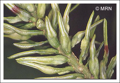 C�cidomyie du sapin