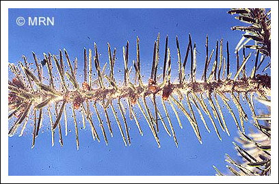 T�tranyque de l'�pinette