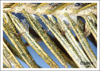 T�tranyque de l'�pinette