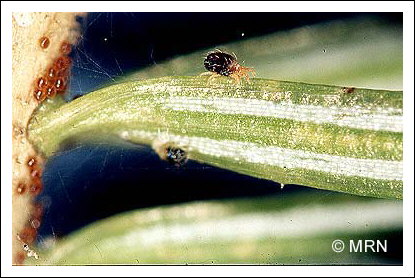 T�tranyque de l'�pinette