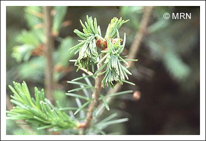 Perce-pousse du sapin