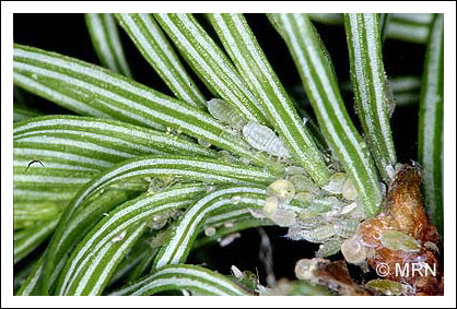 Puceron des pousses du sapin