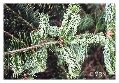 Puceron des pousses du sapin