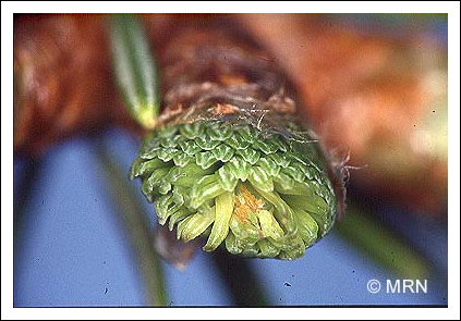 C�cidomyie du sapin