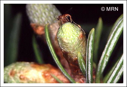 C�cidomyie du sapin