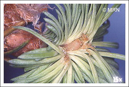 Perce-pousse du sapin