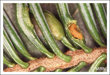 C�cidomyie du sapin