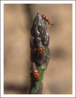 Crioc�re � douze points