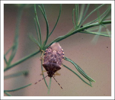 Punaise pr�datrice