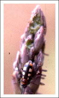 Crioc�re de l'asperge