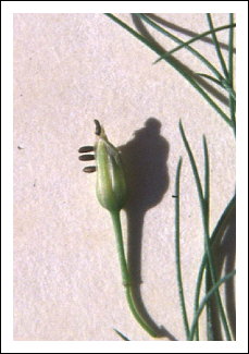 Crioc�re de l'asperge