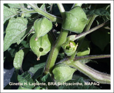 Chrysomle triraye de la pomme de terre