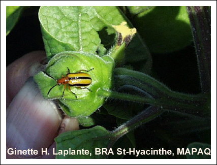 Chrysomle triraye de la pomme de terre