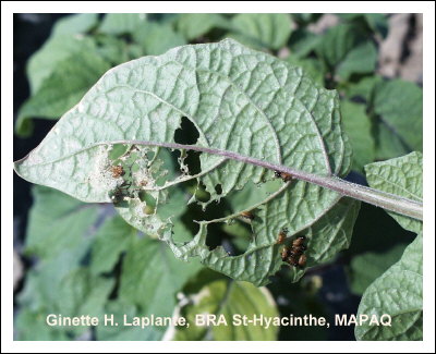 Chrysomle triraye de la pomme de terre